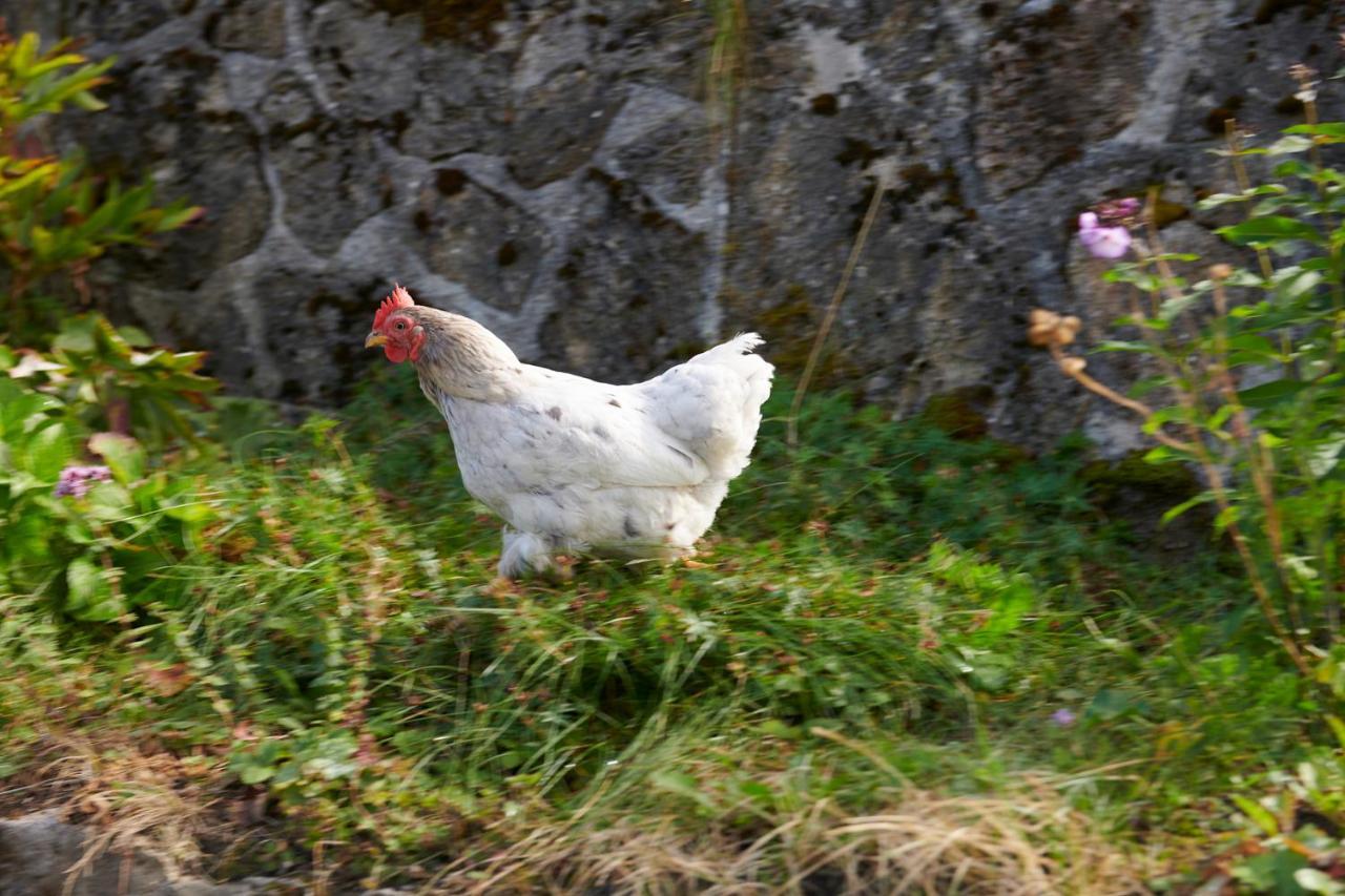 The Conscious Farmer Bed And Breakfast Sauerland Willingen  Zewnętrze zdjęcie